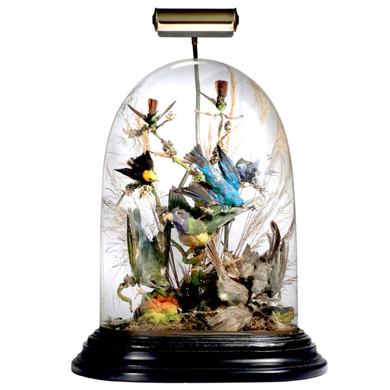 Large Glass Dome of Victorian Exotics with Lamp