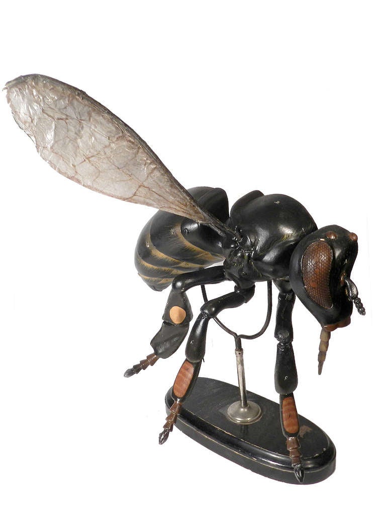 hose bee lion