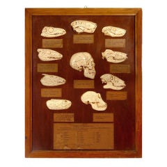 Antique Museum Display – “Evolution of the Human Skull"
