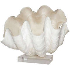 Complete Giant Clam Shell Specimen