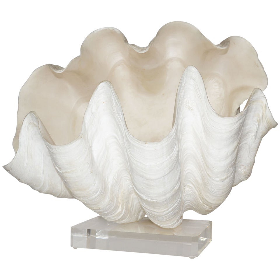 Complete Giant Clam Shell Specimen