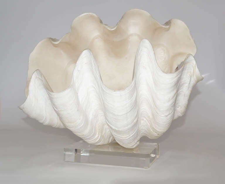 Complete Giant Clam Shell Specimen For Sale at 1stdibs