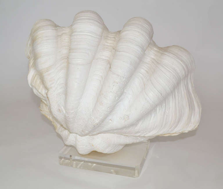 20th Century Complete Giant Clam Shell Specimen
