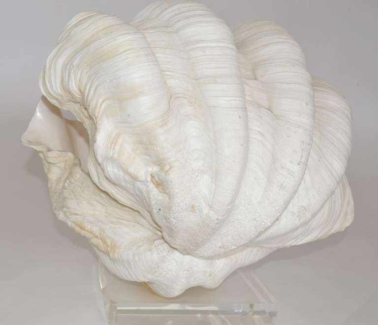 Complete Giant Clam Shell Specimen 1