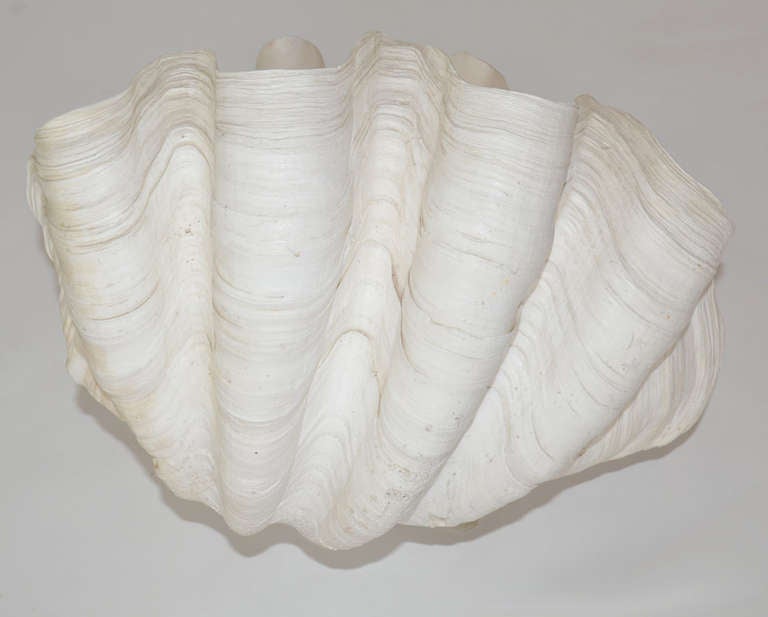 Complete Giant Clam Shell Specimen 2
