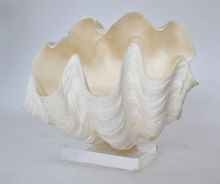Complete Giant Clam Shell Specimen 4