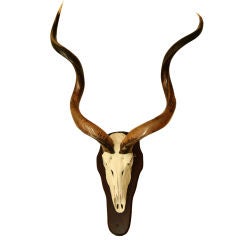 Large Antelope Head Mounted on Wood