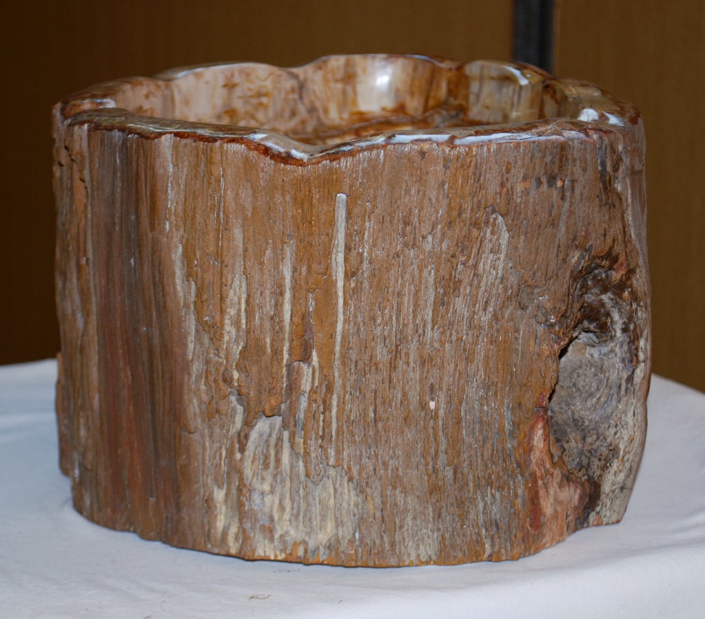 fossil bowl dig site
