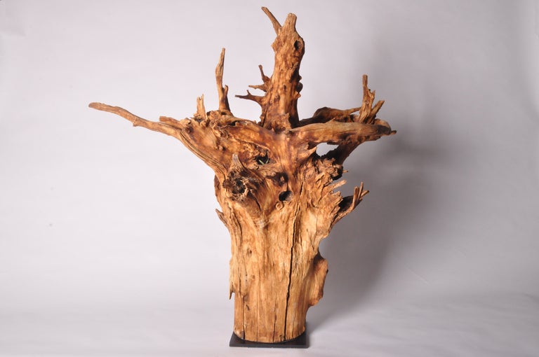 This is a beautifully formed and well-preserved tree root mounted on a black metal stand. Chinese scholars collected an unusually picturesque rocks, roots, branches and pieces of fungus as objects of meditation.