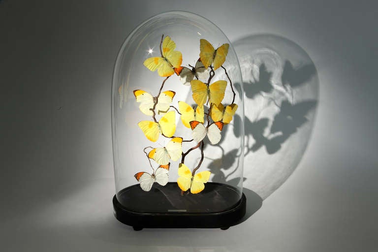 These greenhouse glass domes from Paris, France have beautiful blue and yellow butterflies inside of them. The elegant butterfly specimens are real and were once alive.