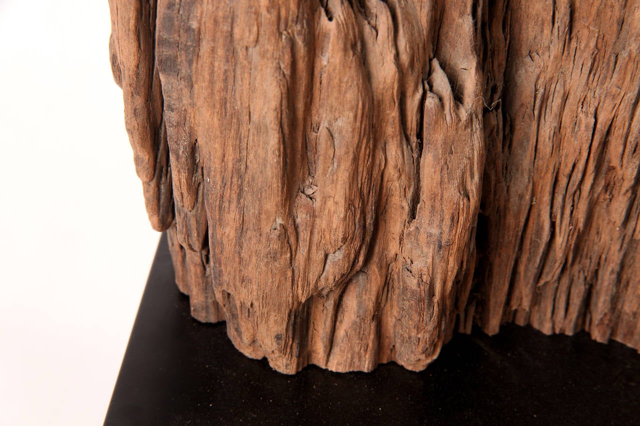 Elm Wood Fragment In Excellent Condition In Chicago, IL
