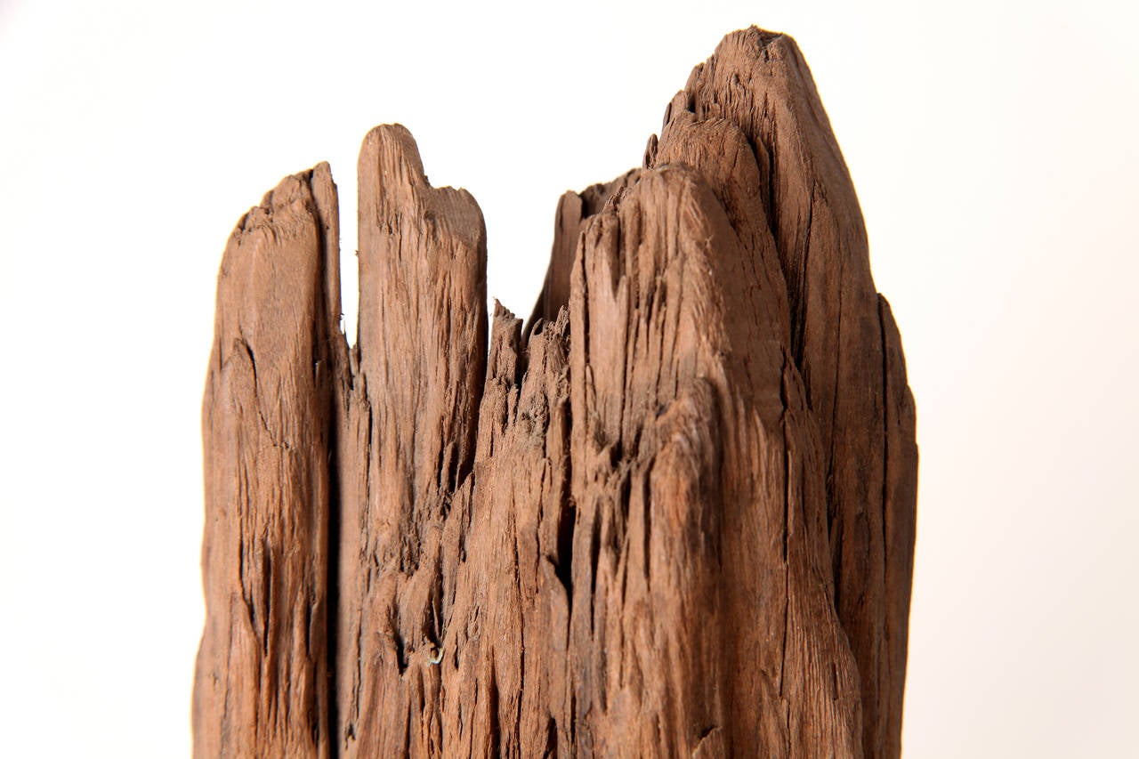 Chinese Elm Wood Fragment