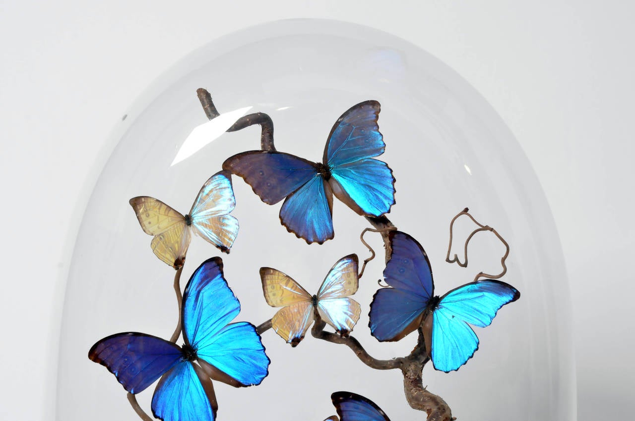 Add a unique and elegant burst of color to any room with this stunning butterfly dome. Extending up from the wood base, the specimens rest on twigs, preserved in a moment just before flight.