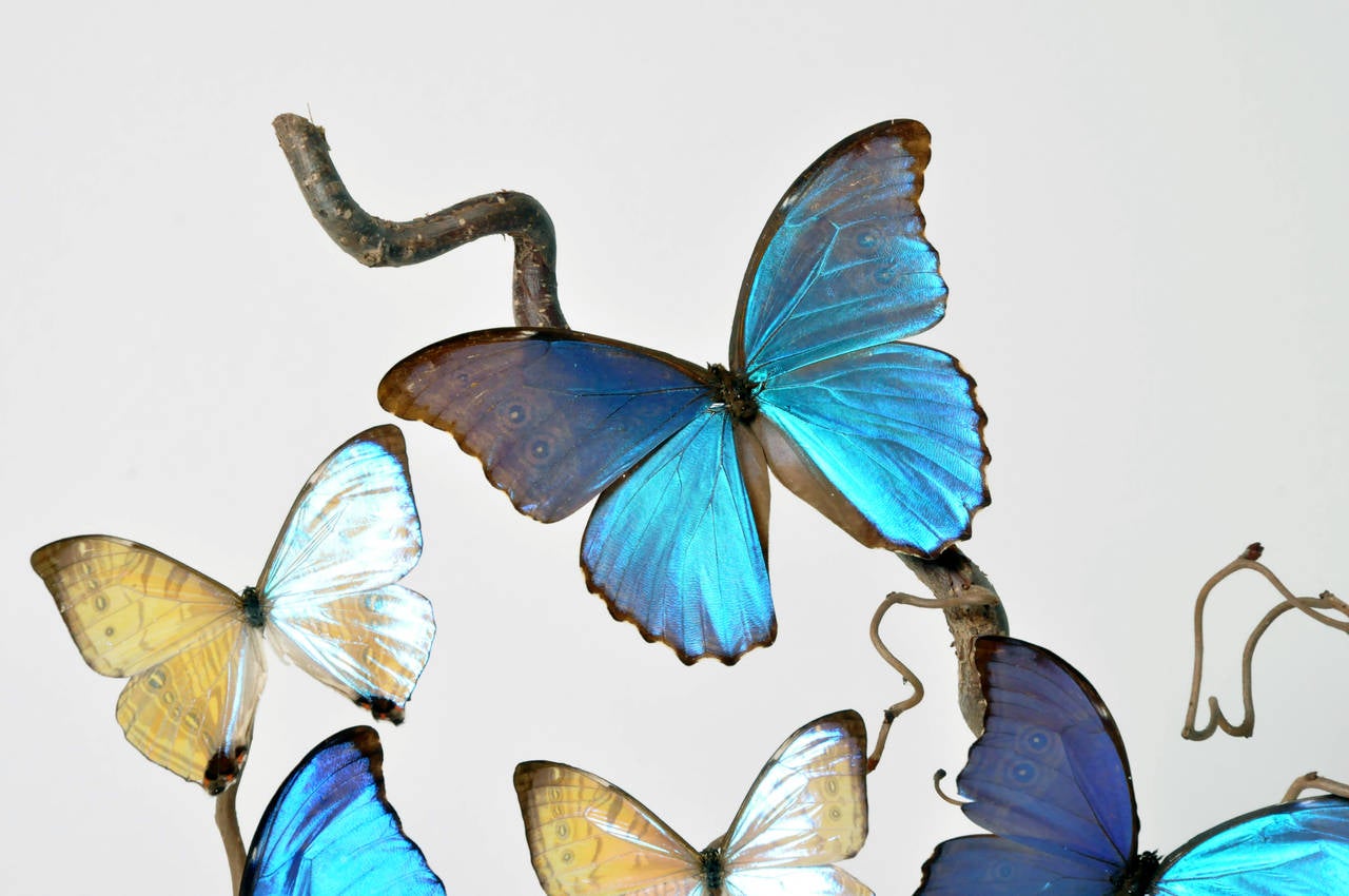 antique butterfly taxidermy