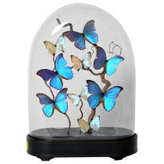 Large Retro French Butterfly Display Cloche