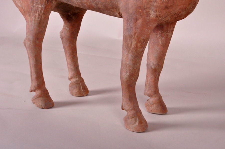 Han Dynasty terra cotta horse 1