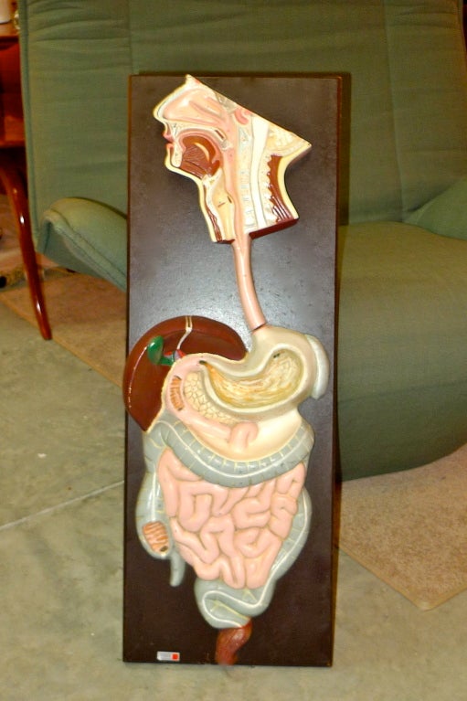 3-D Gastro Intestinal Model by CENCO For Sale 1