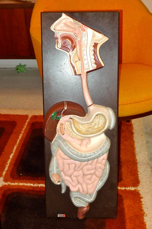 3-D Gastro Intestinal Model by CENCO For Sale 2