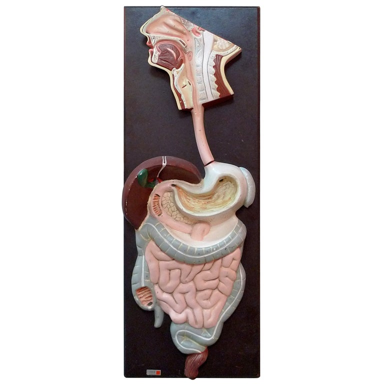 3-D Gastro Intestinal Model by CENCO