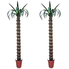 Pair of 20th C French Tole Palm Trees Inspired by Maison Jansen