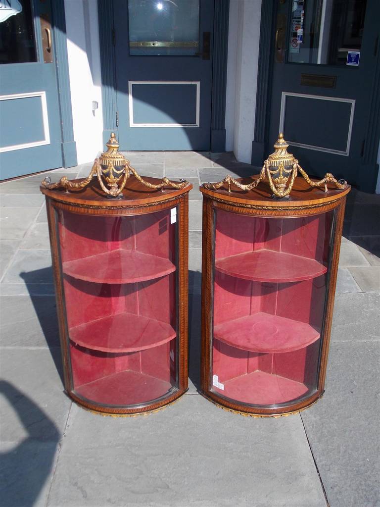 Pair of English Adam mahogany hanging corner cabinets with carved gilt and painted urns supported by floral tassel cornices. Cabinets retain the original dome shaped glass doors revealing upholstered two tier interior shelving. Cabinets retain the