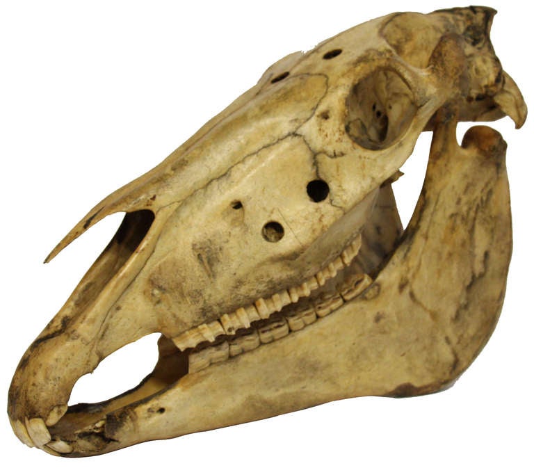 Horse Head Skull