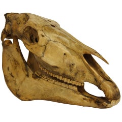 Horse Head Skull