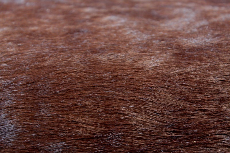 Ebonized oak, rosewood and brown hair on hide sofa 1