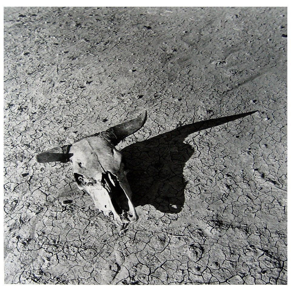 Arthur Rothstein's Infamous "skull, Bad Lands, South Dakota"