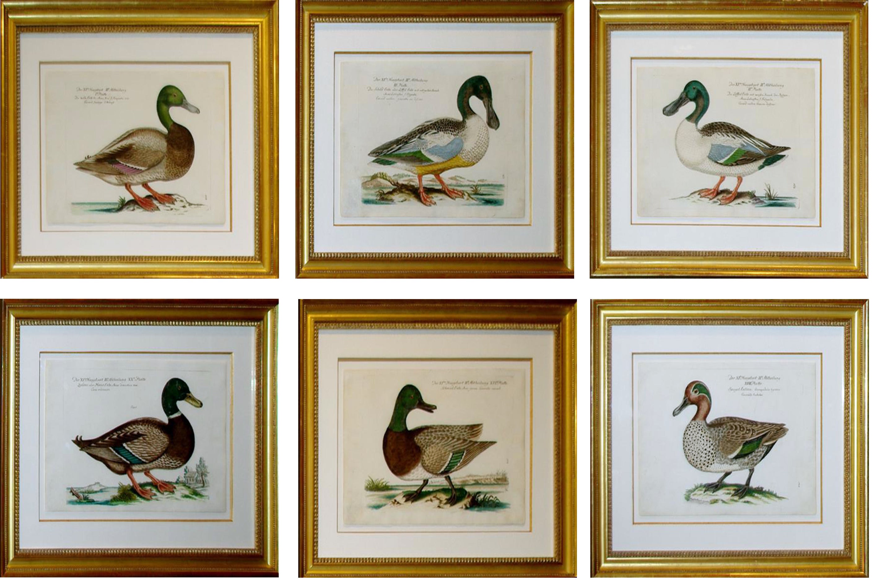 Set of Six Johann Leonhard Frisch Duck Engravings For Sale