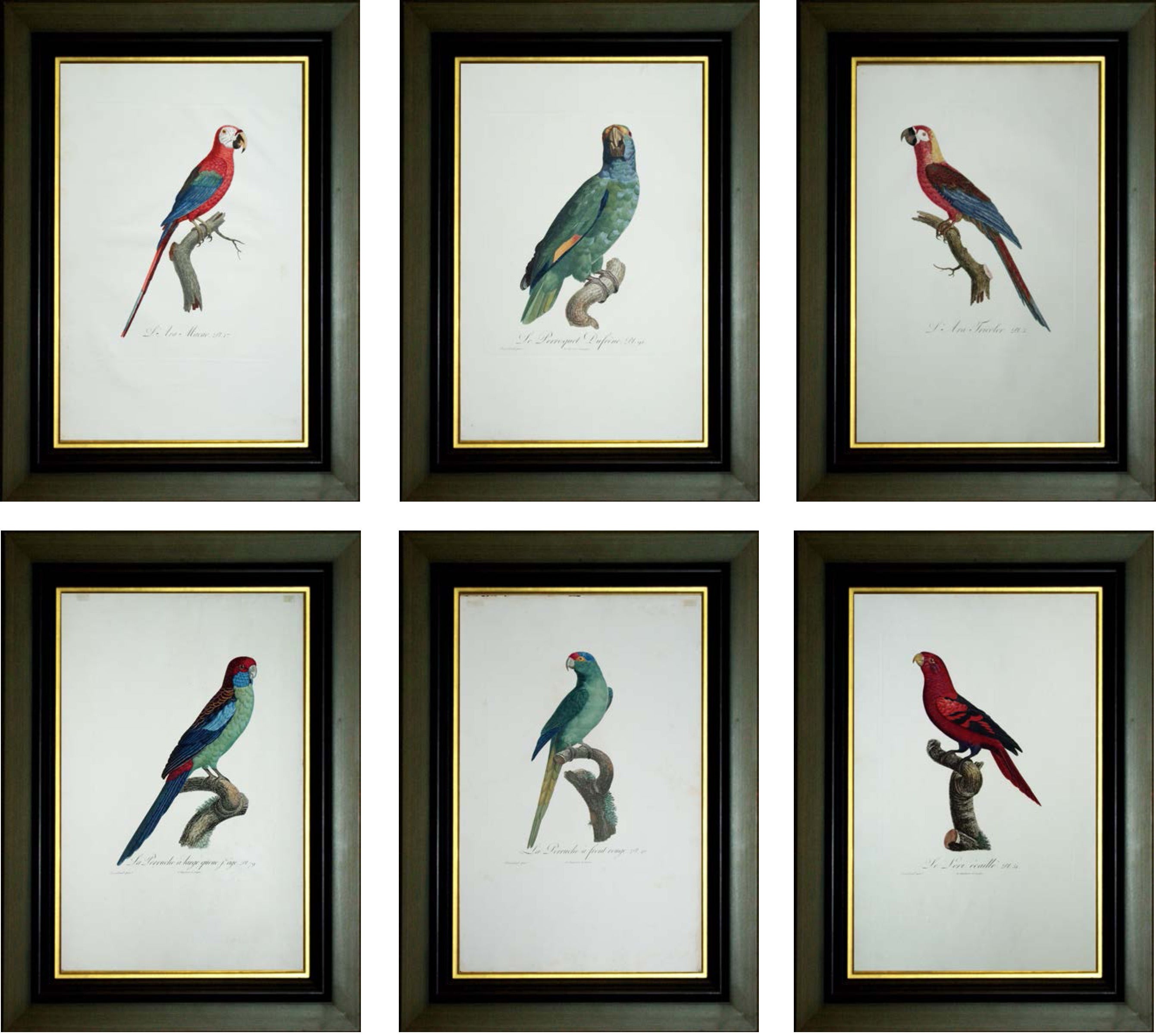 Set of Six Jacques Barraband Parrot Engravings For Sale