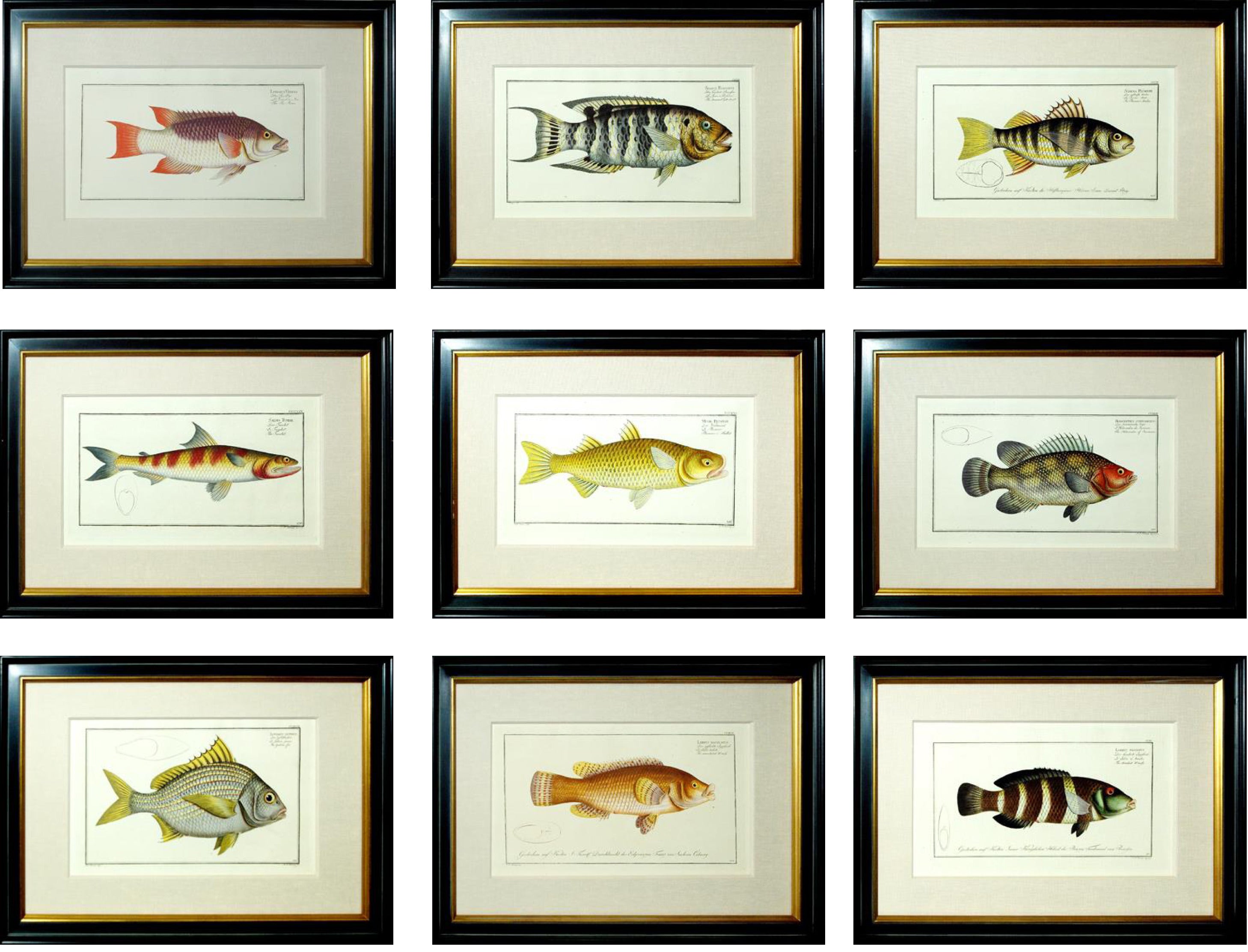 Set of Nine Marcus Bloch Fish Prints For Sale