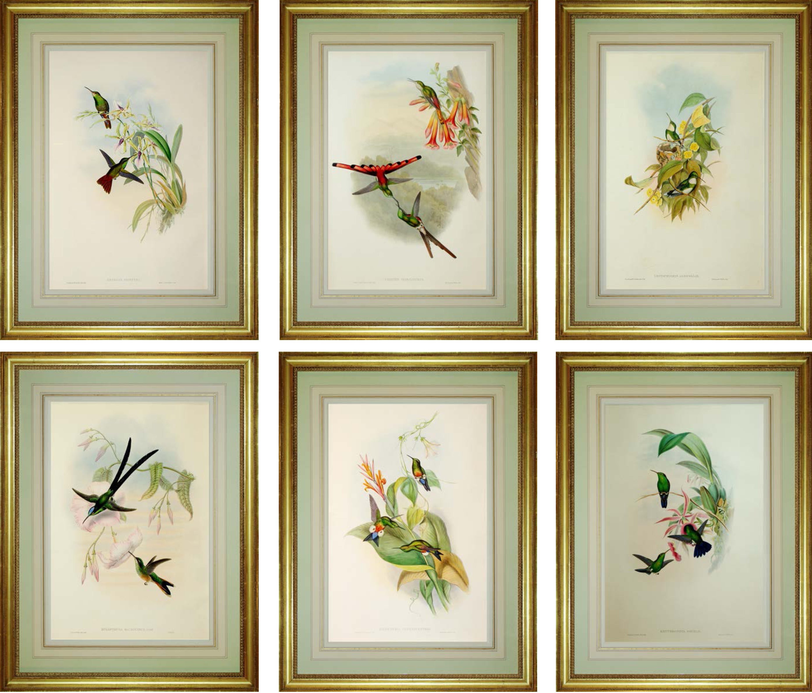 Set of Six John Gould Hummingbirds