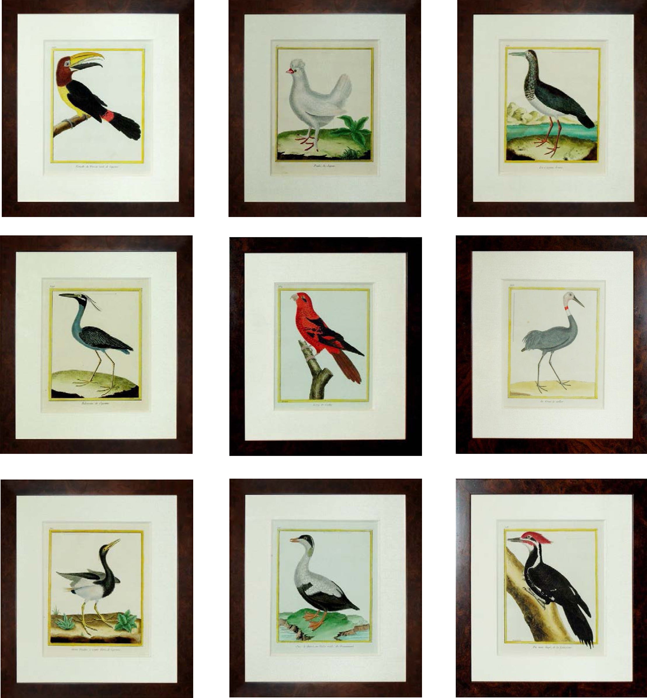 Nine Francois Martinet Bird Engravings For Sale
