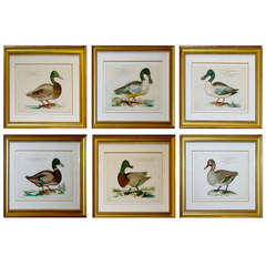 Set of Six Johann Leonhard Frisch Duck Engravings