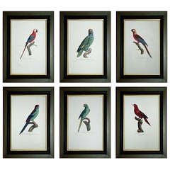 Antique Set of Six Jacques Barraband Parrot Engravings