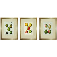 Set of Nine Pancrace Bessa Engravings of Fruit
