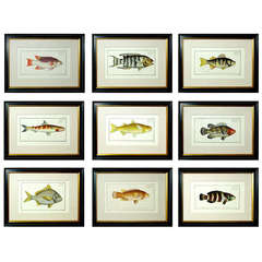 Set of Nine Marcus Bloch Fish Prints