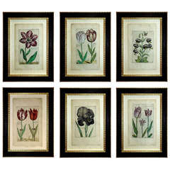 Antique Set of Six Crispin De Passe Botanical Engravings