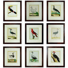 Nine Francois Martinet Bird Engravings