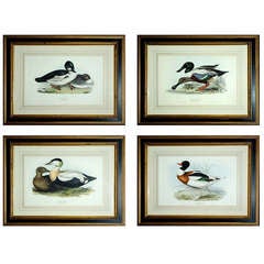 Four John Gould Duck Lithographs