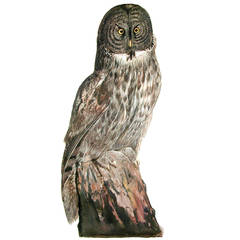 "Great Grey Owl" from Carroll Sargent Tyson's Birds of Mount Desert Island