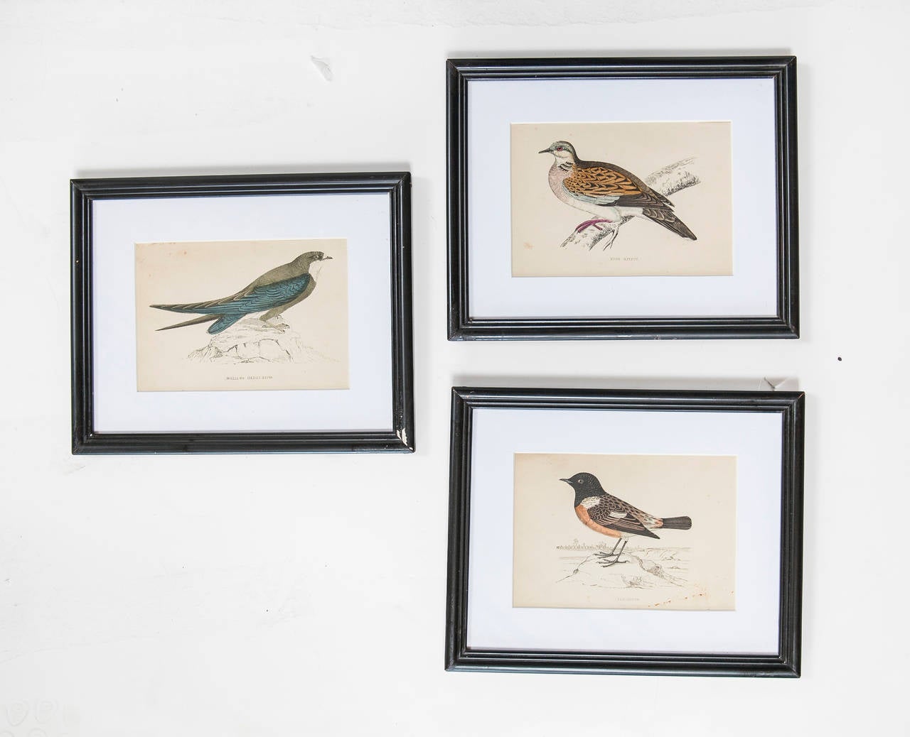 Set of three bird lithograph from a bird reference book from England.