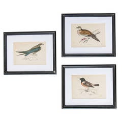 Set of Three Bird Lithographs from an Old Reference Book