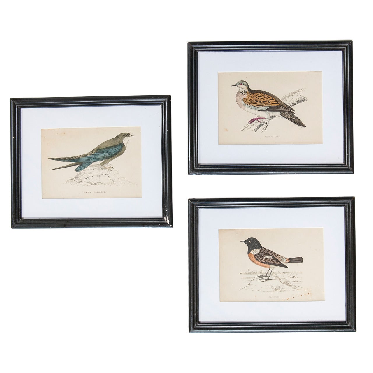 Set of Three Bird Lithographs from an Old Reference Book For Sale