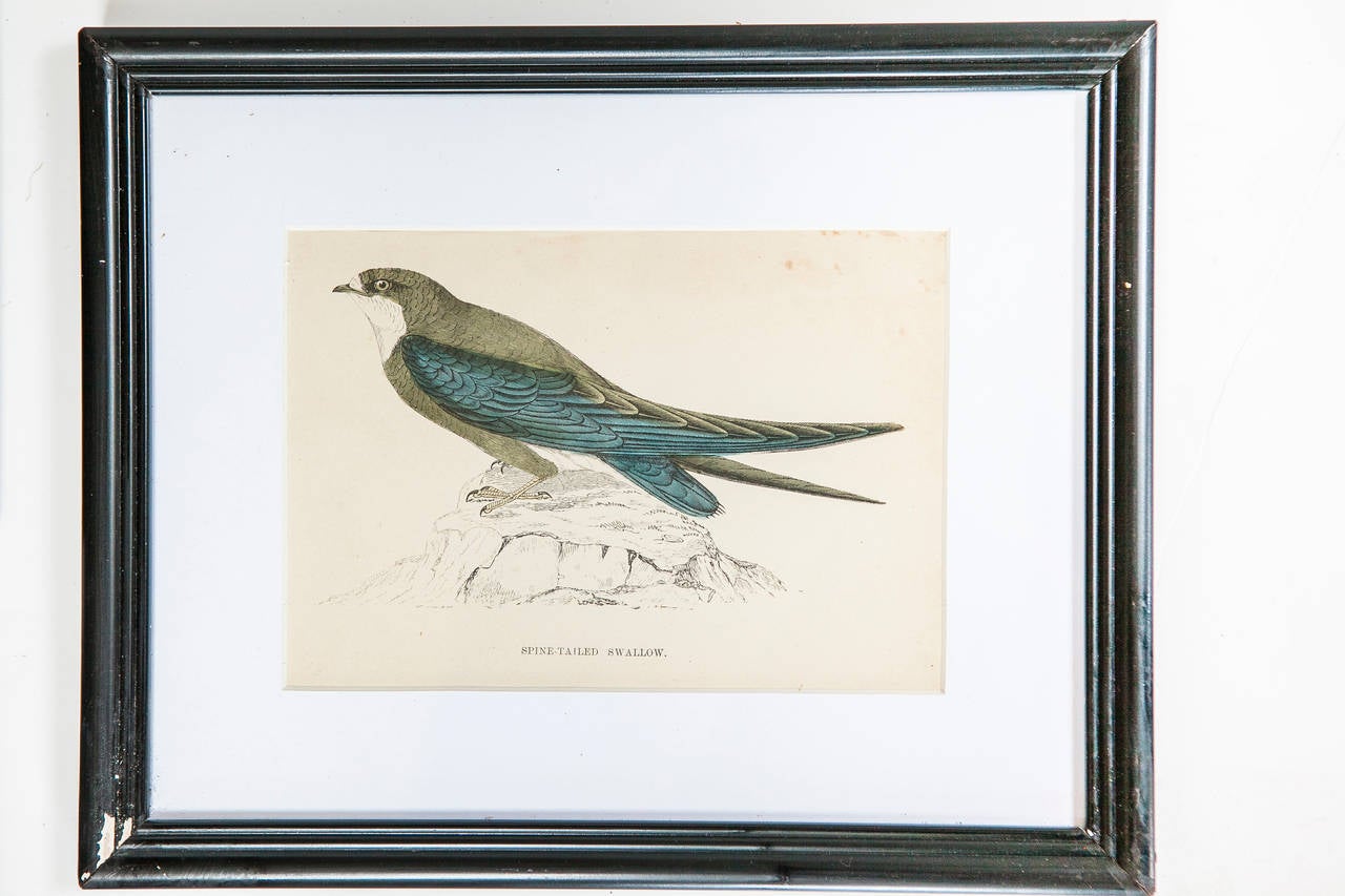 Paper Set of Three Bird Lithographs from an Old Reference Book For Sale
