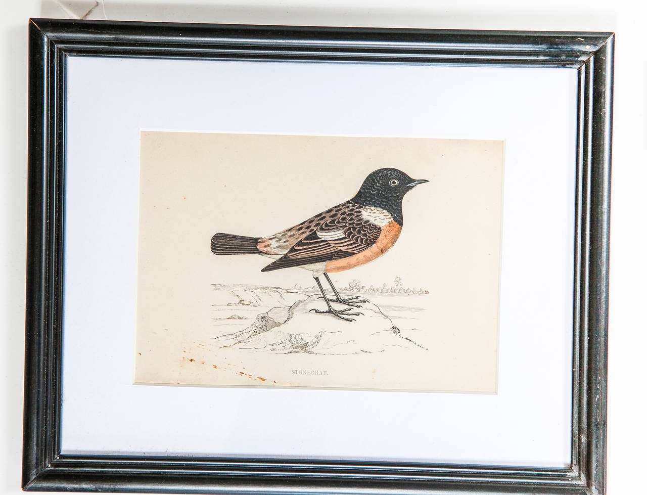 Set of Three Bird Lithographs from an Old Reference Book In Good Condition For Sale In Richmond, CA