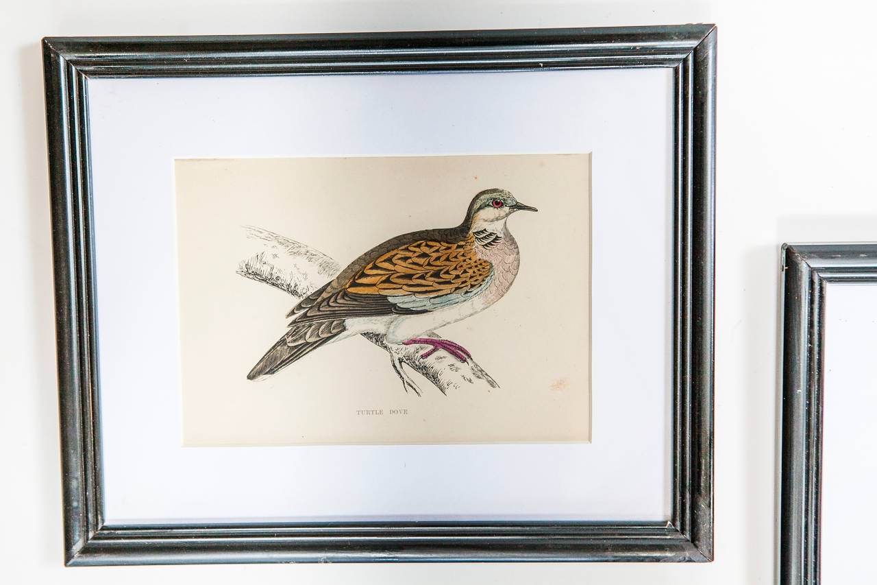 20th Century Set of Three Bird Lithographs from an Old Reference Book For Sale