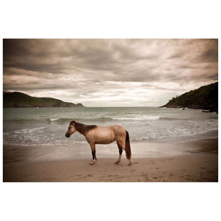 Large Color Photograph of a Horse on Beach by Brian Hodges For Sale