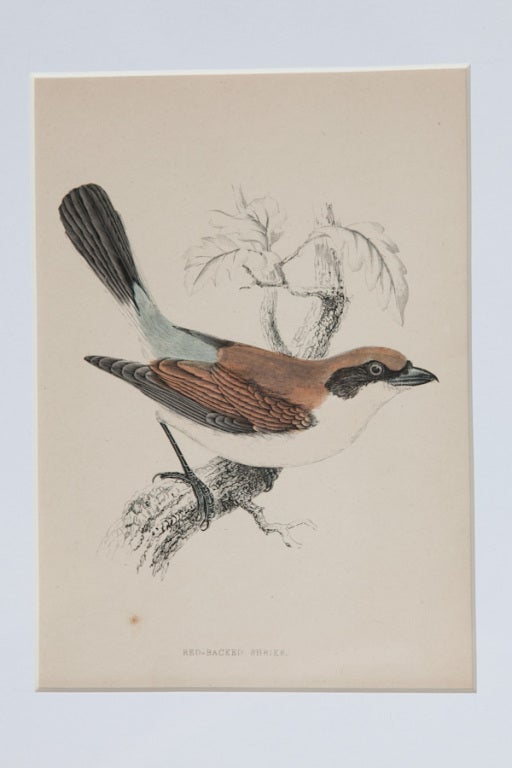 Set of 9 Bird Lithographs from an Old Reference Book 5